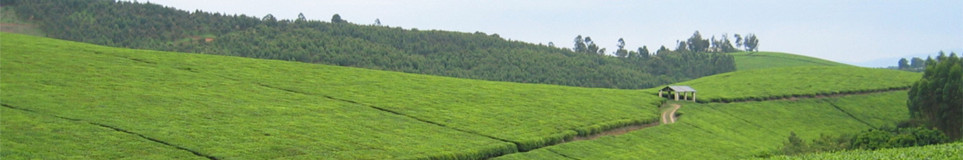 Tea_plantation_(1)_copy.jpg